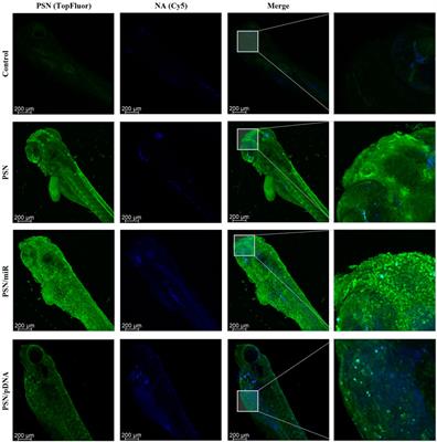 Zebrafish as a platform to evaluate the potential of lipidic nanoemulsions for gene therapy in cancer